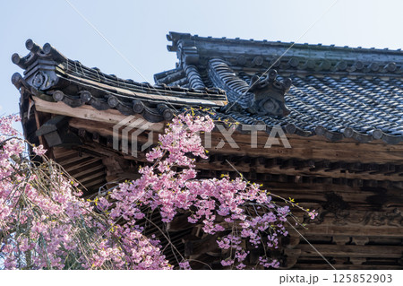 春の中山道大湫宿観音堂の景色 春の中山道大湫宿観音堂の景色 125852903
