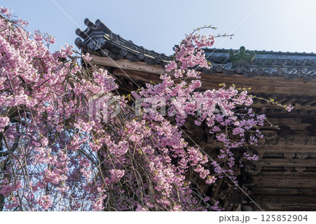 春の中山道大湫宿観音堂の景色 春の中山道大湫宿観音堂の景色 125852904