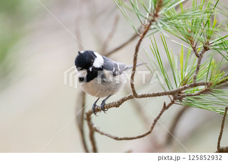 春、採餌するちっちゃいヒガラ02 125852932