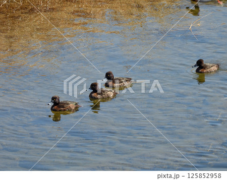 キンクロハジロ（金黒羽白） 125852958