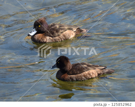 キンクロハジロ（金黒羽白） 125852962