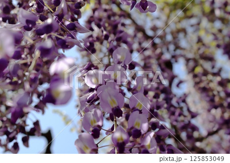 下から見上げた藤の花 125853049