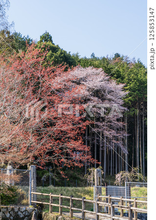 春の中山道大湫宿の景色 125853147