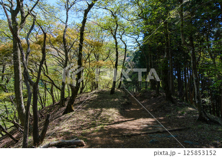 ヤビツ峠から大山山頂　整備されている大山コース登山道の風景 125853152