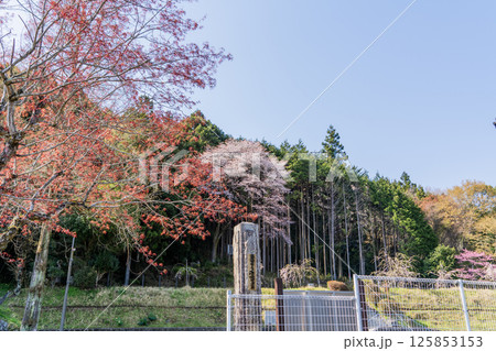 春の中山道大湫宿の景色 125853153