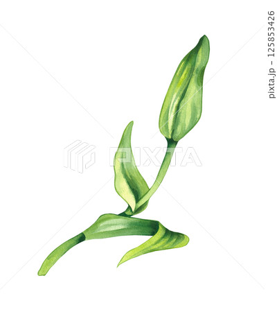 lily illustration bloom hand drawn watercolor 125853426