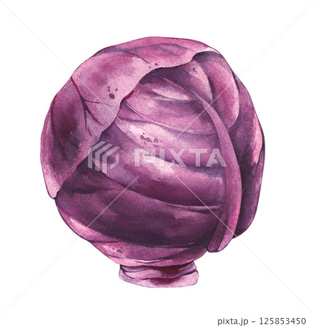 cabbage watercolor hand drawn illustrations 125853450