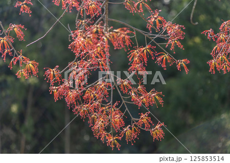 中山道大湫宿の景色 125853514