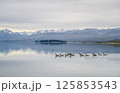 湖を並んで泳ぐ鳥 125853543