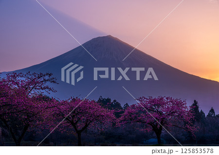 日の出直前の富士山に河津桜 125853578