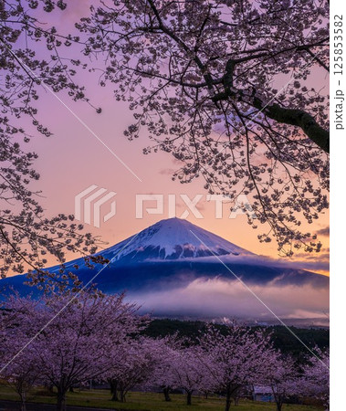 大石寺からの夜明けの富士山にソメイヨシノ 大石寺からの夜明けの富士山にソメイヨシノ 125853582