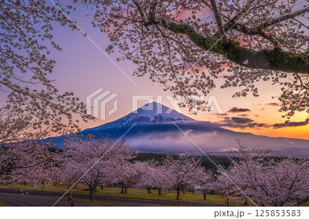 大石寺からの朝焼け空に富士山と桜 大石寺からの朝焼け空に富士山と桜 125853583