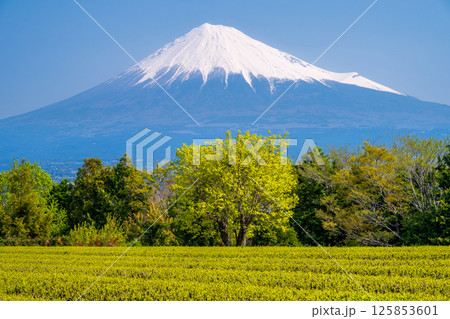 若葉の茶畑と柿の木に富士山 125853601