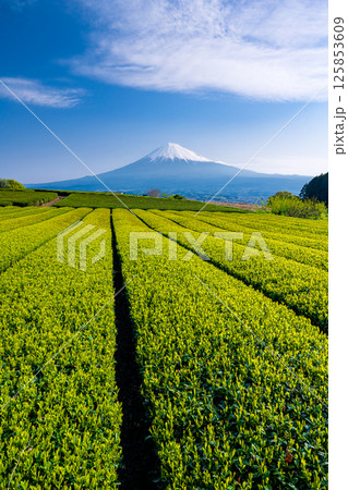 新芽の茶畑と富士山 新芽の茶畑と富士山 125853609