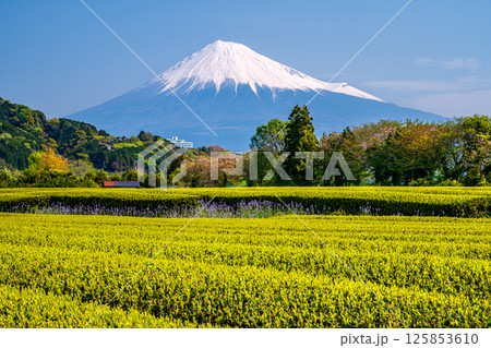 マツバウンラン咲く新芽の茶畑と富士山 マツバウンラン咲く新芽の茶畑と富士山 125853610