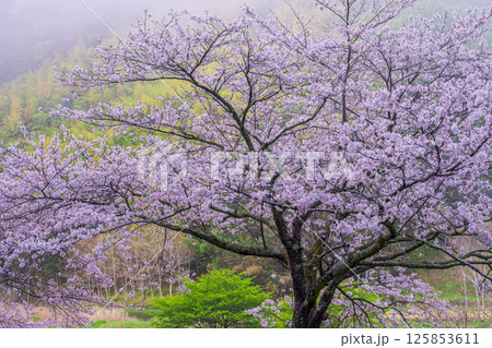 日陰に咲く桜 日陰に咲く桜 125853611