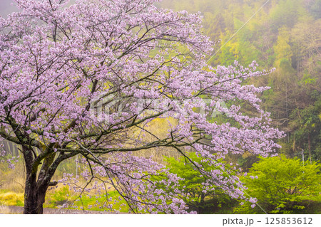 名もなき桜 名もなき桜 125853612