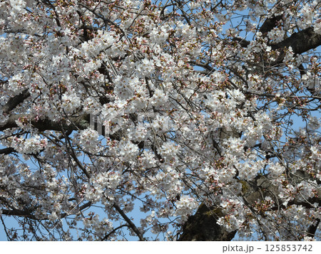 立木神社　桜 125853742