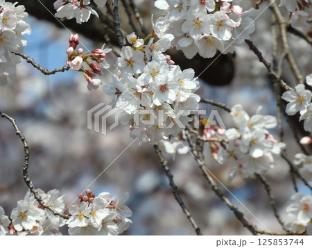 立木神社　桜 125853744