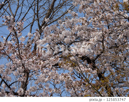 立木神社 桜 立木神社 桜 125853747
