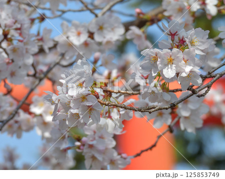 立木神社 桜 立木神社 桜 125853749
