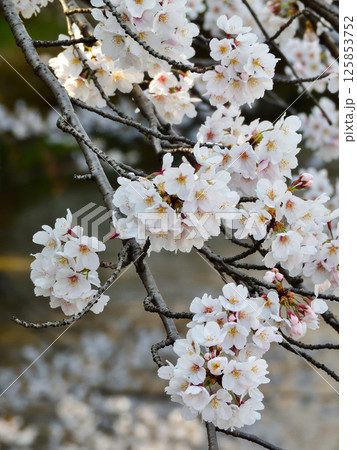 立木神社 桜 立木神社 桜 125853752