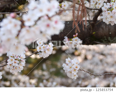 立木神社　桜 125853754