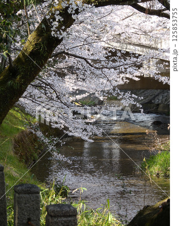 立木神社 桜 立木神社 桜 125853755