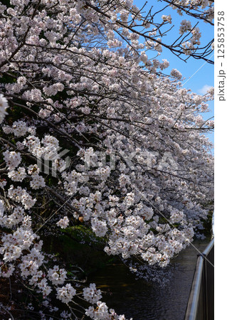立木神社　桜 125853758