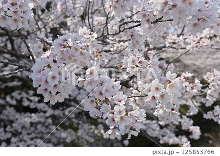 立木神社 桜 立木神社 桜 125853766