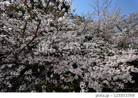 立木神社　桜 125853769