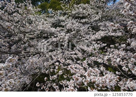 立木神社　桜 125853770