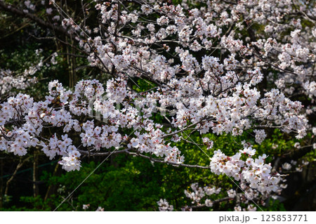 立木神社　桜 125853771