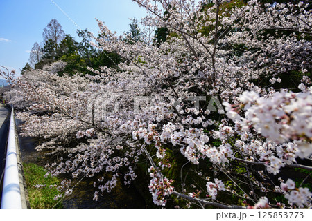 立木神社　桜 125853773
