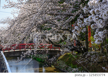 立木神社 桜 立木神社 桜 125853774