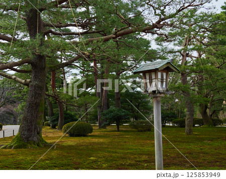 冬の兼六園の森の風景 125853949