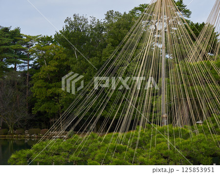 冬の兼六園の名物雪吊りの風景 125853951