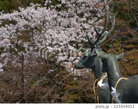 立木神社 桜と神鹿 立木神社 桜と神鹿 125854051