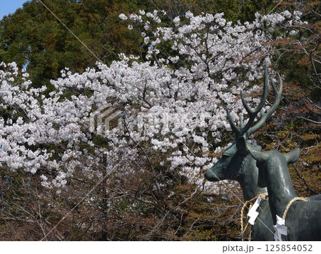 立木神社 桜と神鹿 立木神社 桜と神鹿 125854052