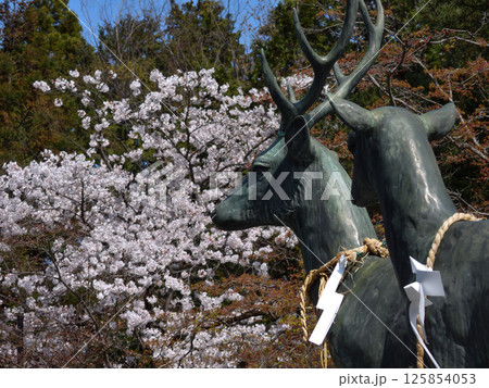 立木神社 桜と神鹿 立木神社 桜と神鹿 125854053