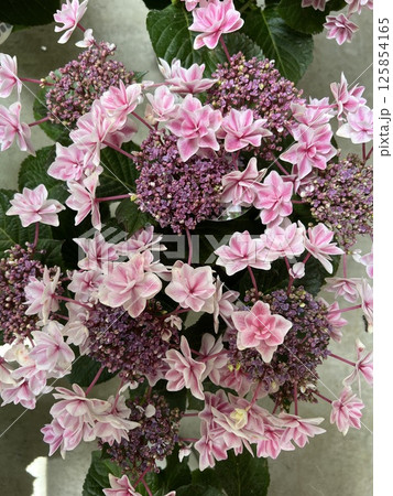 品種は墨田の花火でピンク色 125854165