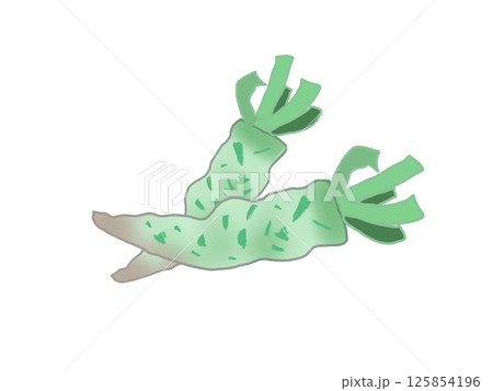 収穫した生ワサビのイラスト 125854196