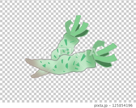 収穫した生ワサビのイラスト 125854196
