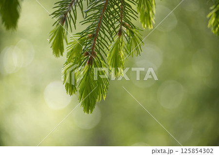Fresh green needles of an evergreen tree branch are illuminated with soft sunlight in spring. Fresh green needles of an evergreen tree branch are illuminated with soft sunlight in spring. 125854302