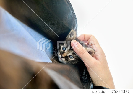 Little cute kitten hidden in jacket Little cute kitten hidden in jacket 125854377