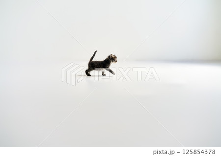Playful small tabby kitten walking on white background 125854378