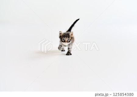 Playful small tabby kitten walking on white background Playful small tabby kitten walking on white background 125854380