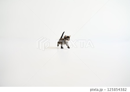 Playful small tabby kitten walking on white background Playful small tabby kitten walking on white background 125854382