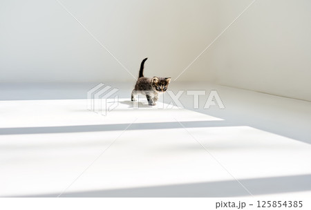 Playful small tabby kitten walking in white sunny room. Playful small tabby kitten walking in white sunny room. 125854385