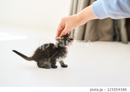 Woman petting cute little kitten. Care concept 125854386